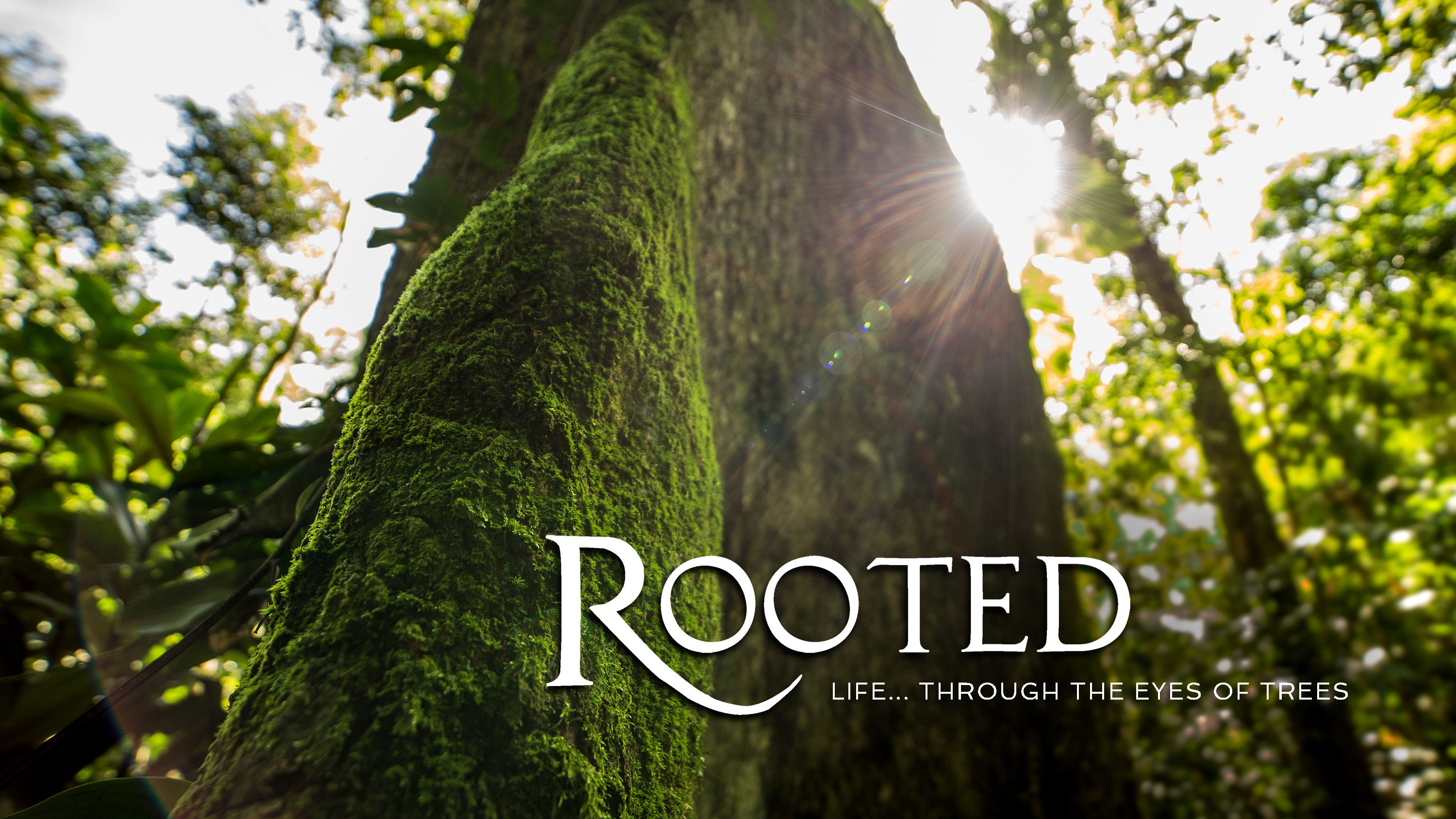 Rooted
