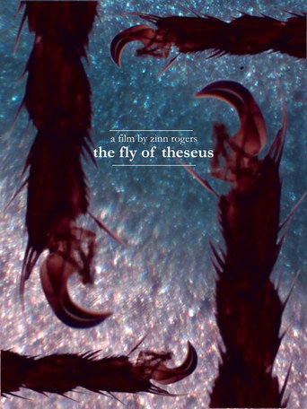 The Fly of Theseus
